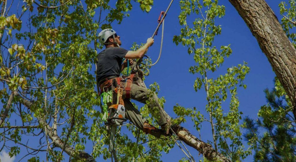 Tree Removal Central Coast