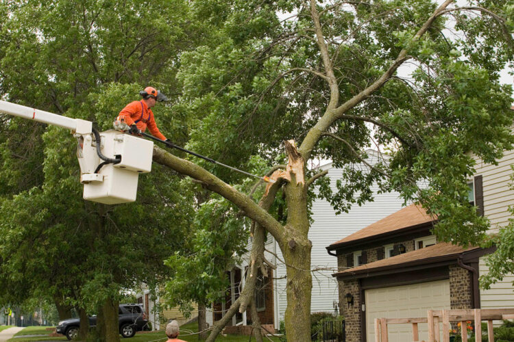 Tree Removal Central Coast