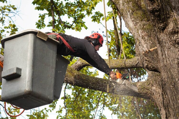 Tree Loppers Sydney