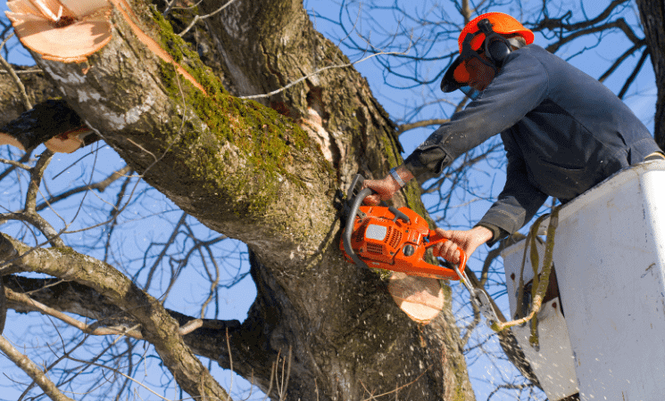 Tree Removal Central Coast